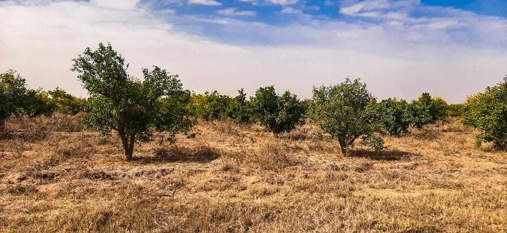 Ferme de 26 hectares à vendre à Marrakech - Photo 10