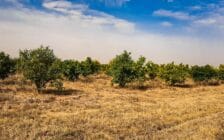 Ferme de 26 hectares à vendre à Marrakech - Photo 15