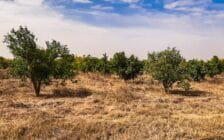 Ferme de 26 hectares à vendre à Marrakech - Photo 20