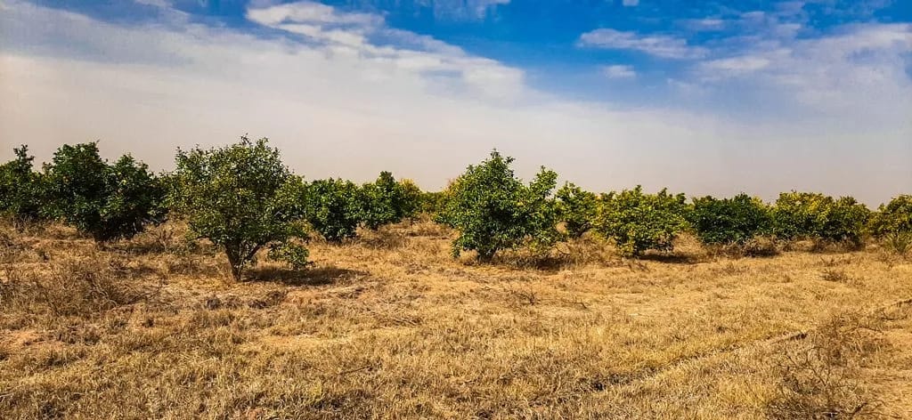 Ferme de 26 hectares à vendre à Marrakech - Photo 5